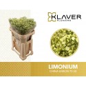 LIM SIN CHINA LEMON - Klaver Flowers