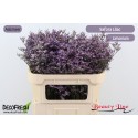 Limonium Safora Lilac - Beauty Line
