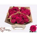 R GR Cheery Velvet - Kluempen Roses