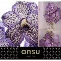 VANDA SU LILAC STARL - Ansu