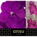 VANDA NI RASP CERISE - Ansu