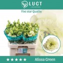 lysianthus G ALISSA vert - Lugt Lisianthus