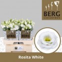 lysianthus G ROSI blanc - Berglisianthus