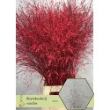Sierg rouge - v.Zon Bloemen&Siergrassen