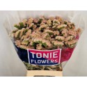 statice PEACH WINGS - TONIE Flowers