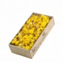 Helichrysum Heads 100gr Natural Yellow - .