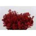 Skimmia Kl Bh rouge - .