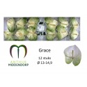 anthurium grace x 12 - AnthurMiddendorp