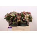Helleborus Mammoth Pink - Marginpar / KD
