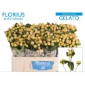 Hypericum Coco Gelato TM - Florius BV