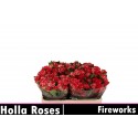 R branchue FIREWORKS - Holla Roses BV