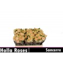 R branchue SANCERRE - Holla Roses BV