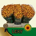 santini Lexy 110 - Hans&Ruud Hendriks