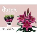 lilium Dalian rose 5+ - .