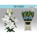 lilium SEVERN 4+ EX! - .