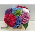hortensia OV - Pico Bello Hortensia