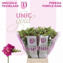 freesia Purple Rain fuchsia - UNICGOLD...