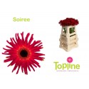 GE Pastini Soiree - Topline Gerbera