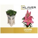lilium CANELLI - Klaver Flowers