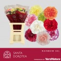 œillet gros Rainbow SEL - Santa Dorotea