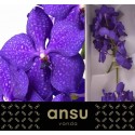 VANDA NI ROYAL BLUE - Ansu