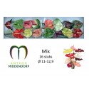 anthurium mix x 16 - AnthurMiddendorp