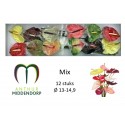 anthurium mix x 12 - AnthurMiddendorp
