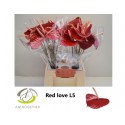 anthurium RED LOVE - Anthogether Hubers