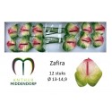 anthurium zafira x 12 - AnthurMiddendorp
