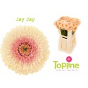 GE Bol JayJay - Topline Gerbera