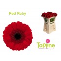 germini Red Ruby - Topline Gerbera