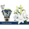 lilium DU CHARDONNAY - Double Check Lily
