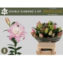 lilium DU DOU DIAMOND - Bredefleur