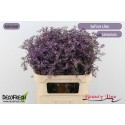 LIM Safora Lilac - Beauty Line