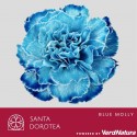 œillet gros Blue Molly SEL - Santa Dorotea
