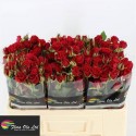 R branchue mirabel rouge - Flora Ola Ltd.