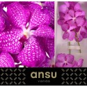 VANDA KAN MAG PINK - Ansu
