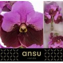 VANDA DI PINK MAROON - Ansu