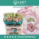 lysianthus CROMA BRIDAL KISS 992 - .