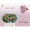 Bouvardia Sweet Jewel 40 - Vreeken Bouvardia
