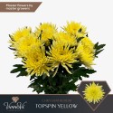Chr G Topspin Yellow - VannoVa Master Growers
