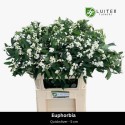 EUPH Tquicksilver 10 - Luiten Flowers