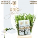 freesia AVENUE - UNICGOLD Rene van Dijk