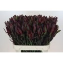 Leucadendron 'Safari Sunset' - Xandybel LDA