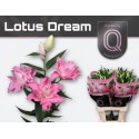 lilium DU LOT DREAM - QUALILY