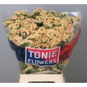 statice SIN HO APRICOT - TONIE Flowers