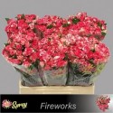 R branchue fireworks - Elite Flora