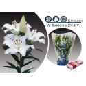 lilium PACIFIC OCEAN 3+ - .