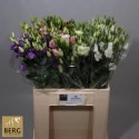 lysianthus E varié au bac - Berglisianthus