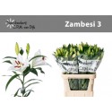 lilium Zambesi blanc - .